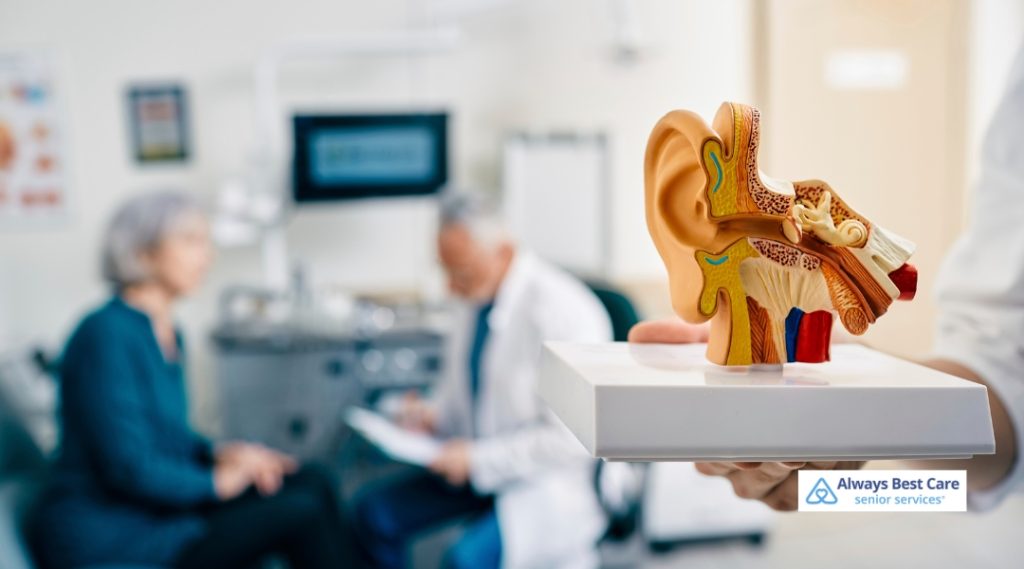 A healthcare professional is holding an ear anatomy model in front of a senior patient, who is sitting in a clinic setting.