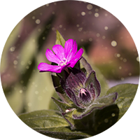 HOW ALLERGIES CAN AFFECT SENIORS