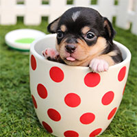 HAVING A PET MAY BOOST HEART HEALTH