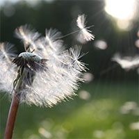 SUMMER SAFETY FOR SENIORS WITH ALLERGIES