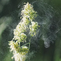SIMPLE CHANGES TO HELP REDUCE SPRINGTIME ALLERGIES