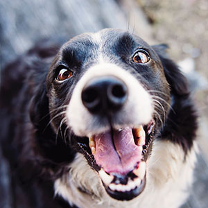 FURRY FRIENDS: THE BENEFITS OF PETS FOR SENIORS