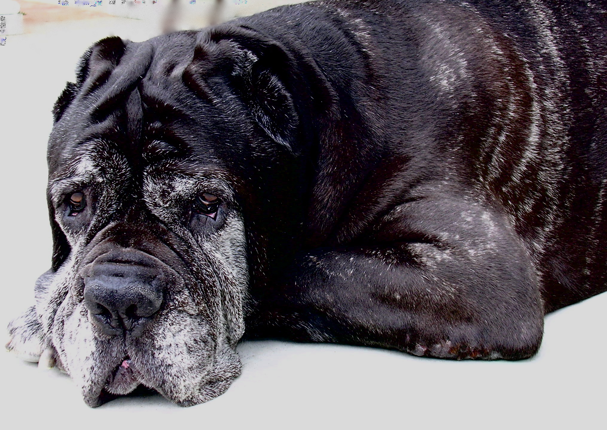 HOW TO HELP A SENIOR LOVED ONE WITH PROPER PET CARE