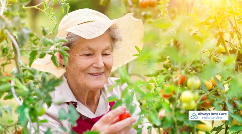 Older woman tending tomatoes in a garden, staying active and engaged outdoors